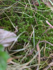 Rhytidiadelphus squarrosus