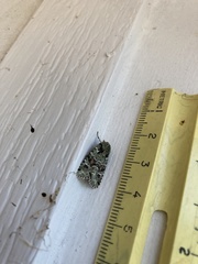 Lacinipolia implicata