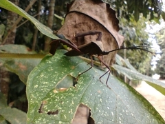 Acanthocephalini