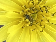 Halictus tripartitus