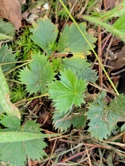 Potentilla canadensis