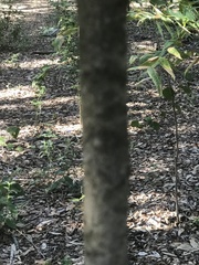 Sapindaceae