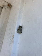 Lacinipolia implicata