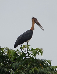 Leptoptilos javanicus