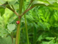 Coelophora bissellata