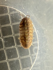 Armadillidium vulgare