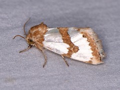 Schinia chrysellus