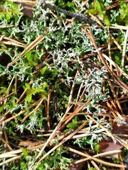 Cladonia cenotea