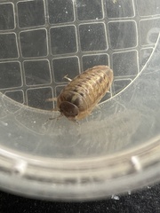 Armadillidium vulgare