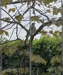 Accipiter cooperii