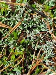 Cladonia cenotea