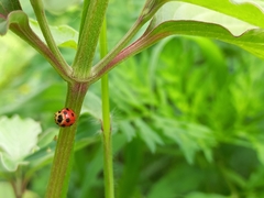 Coelophora bissellata