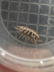 Armadillidium vulgare