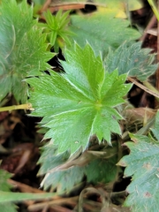 Potentilla canadensis