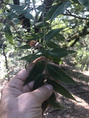 Sapindaceae