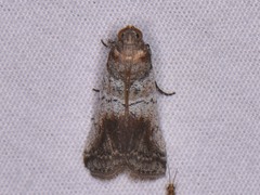 Chararica hystriculella