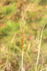 Sorghastrum