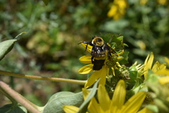 Bombus fraternus