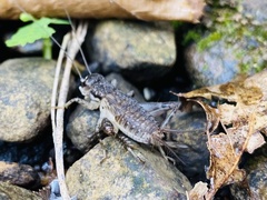 Velarifictorus micado