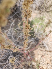 Amaranthus fimbriatus