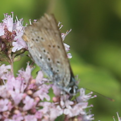 Lycaena