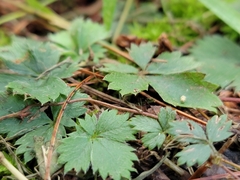 Potentilla canadensis