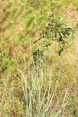 Sorghastrum