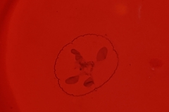 Craspedacusta sowerbii