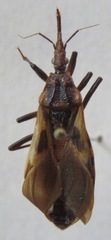 Triatoma nitida