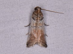 Chararica hystriculella