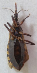 Triatoma nitida