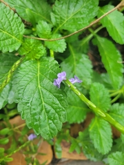 Stachytarpheta jamaicensis