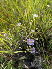 Symphyotrichum oolentangiense