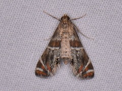 Petrophila jaliscalis