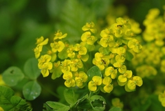 Euphorbia cyparissias
