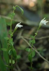 Triphora trianthophoros