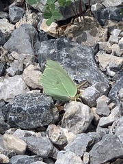 Gonepteryx cleopatra