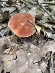 Boletus sensibilis