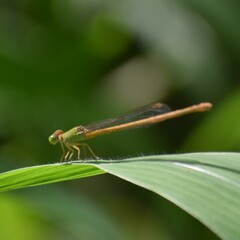 Ceriagrion coromandelianum