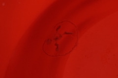 Craspedacusta sowerbii