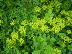 Euphorbia cyparissias