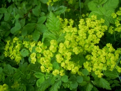 Euphorbia cyparissias
