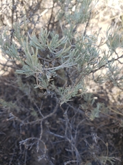 Artemisia tripartita