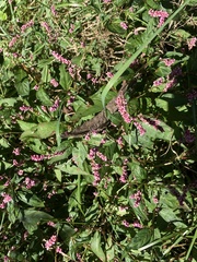 Persicaria