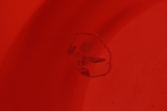 Craspedacusta sowerbii