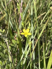 Linum sulcatum