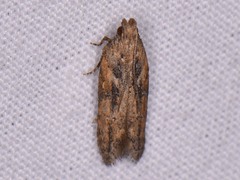 Hypatima