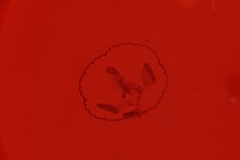 Craspedacusta sowerbii