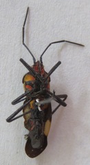 Oncopeltus varicolor