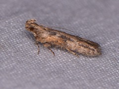 Hypatima